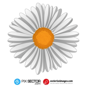 Free camomile flower vector pn...