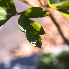 Green Leaf With Raindrop 