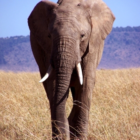 African elephant photo 