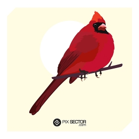 Red cardinal bird vectorart