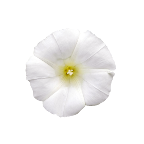 White flower photo png