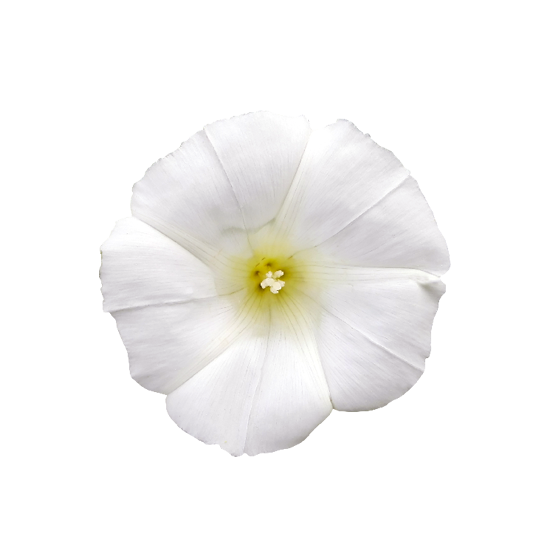 White flower photo png