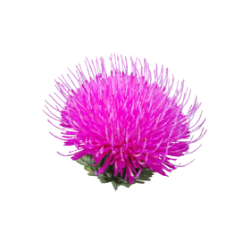 Thistle photo png