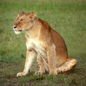 Lioness photo free