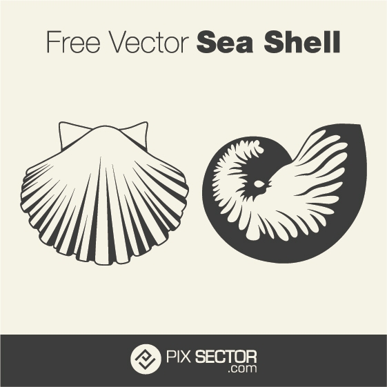 Free vector sea shell