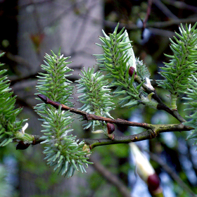 Willow tree macro free photo