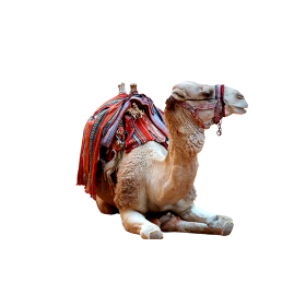 Camel photo png