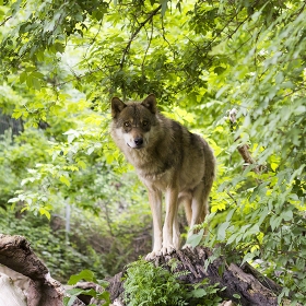 Hunting wolf photo
