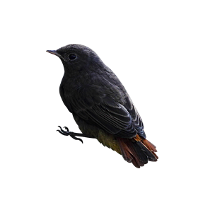 Free bird image with transparent background