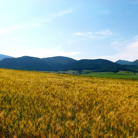 Wheat field Free Photo