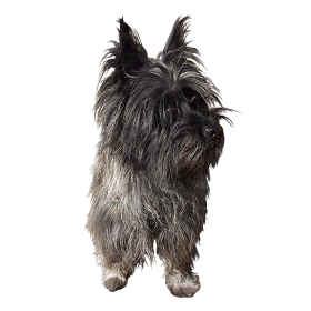 Free photo cairn terrier dog transparent background