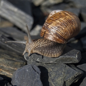 Free photo of snail 