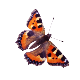 Red admiral butterfly png