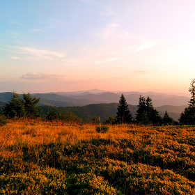 Enchanting Forest Scenery Illuminated by the Glow of Sundown