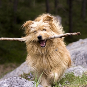 Dog carrying stick photo