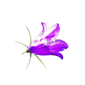 Purple bellflower png