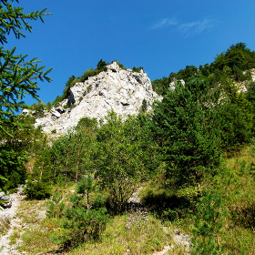 A landscape featuring mountains and pine trees