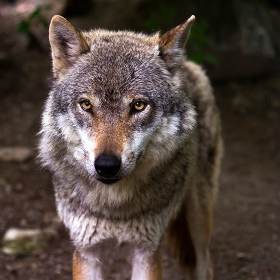 Wolf with yellow eyes photo 
