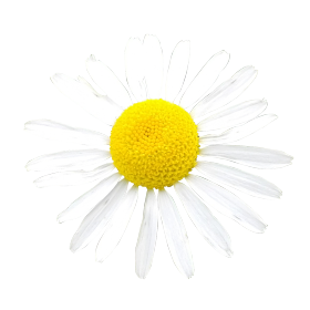 White Daisy photo png